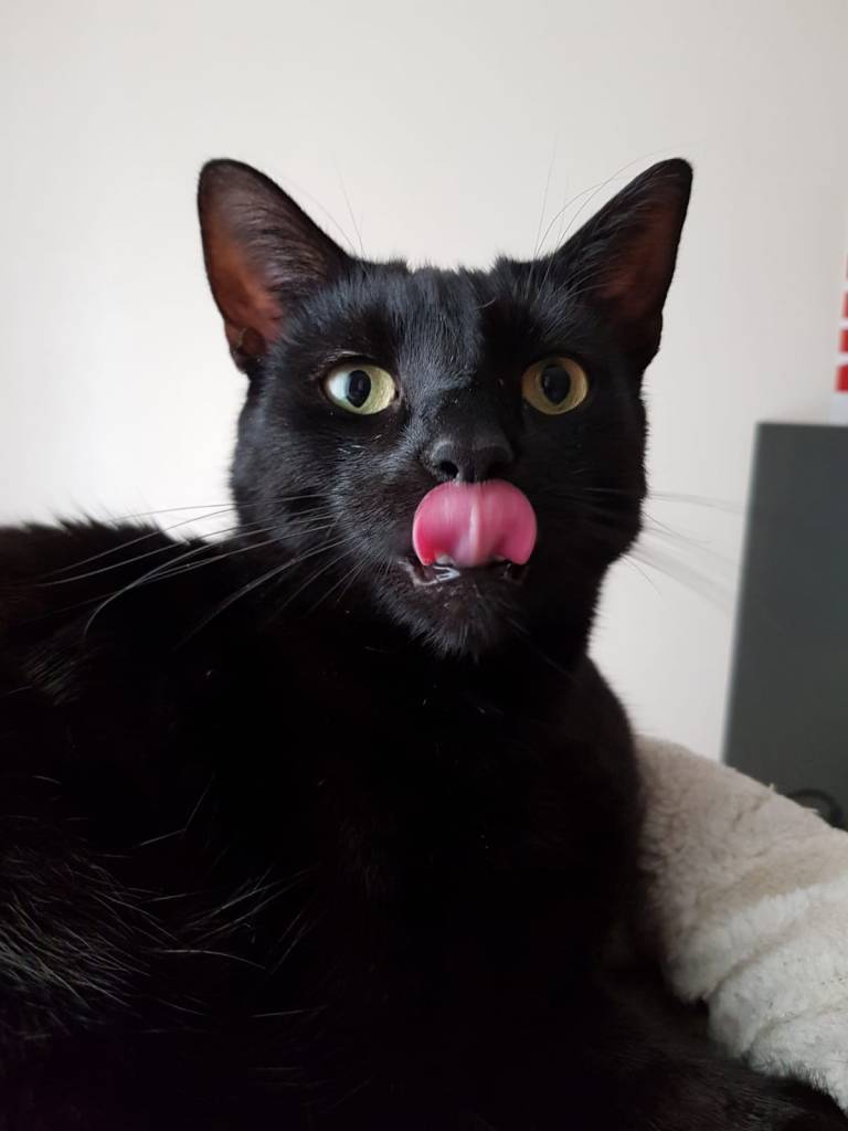 Photo of a black cat sticking out his tongue