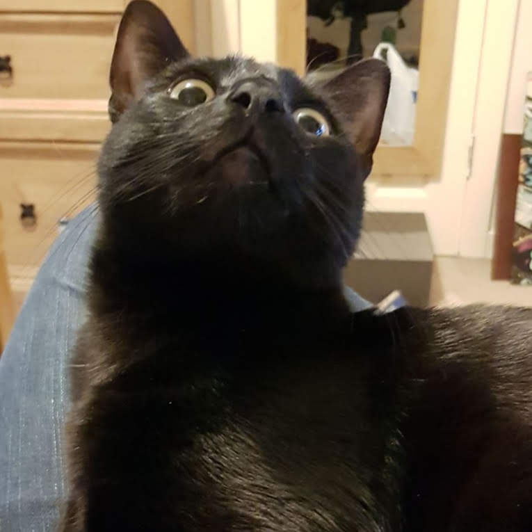 Photo of a black cat 